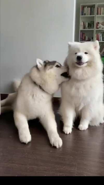 Everyone just needs a good pat to calm down and feel loved