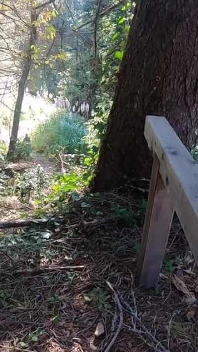 Almost got caught fucking on the trail but that didn't stop us :) [OC][GIF]