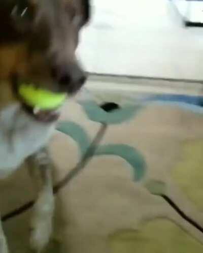 Never has a pup been more ready for 