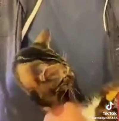 Chase is An awsome catð£ð¥ð¥