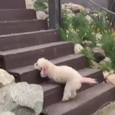 Этот пес показывает, что всё возможно если верить