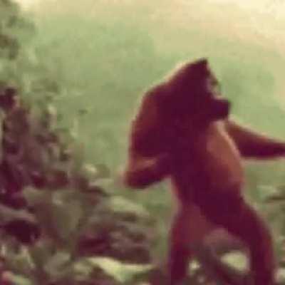 Zargorwood Yıldızları