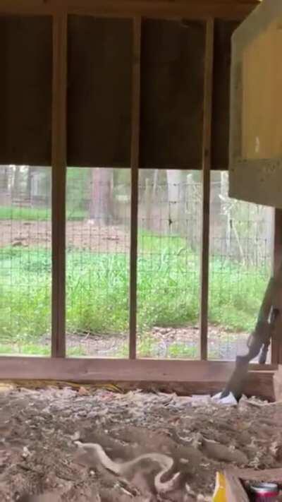 Doesn't Look Good For The Snake!