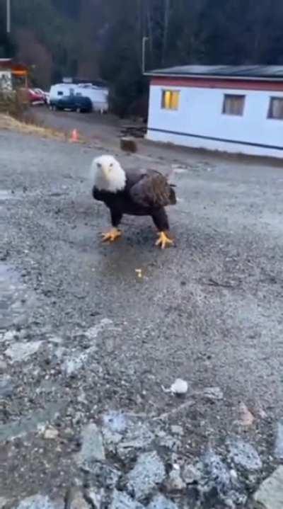 Freedom or free eggs? ( Not OC) that is one HUGE bird! Holy 🦅!!!