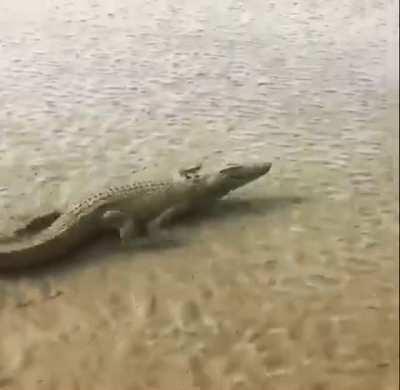 Crocodile moving at a terrifying speed.
