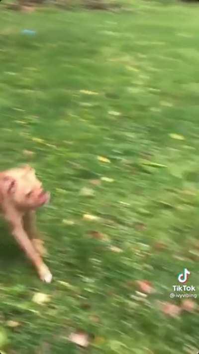 Quando vc vai pegar o seu o cachorro cururu mamaco ?