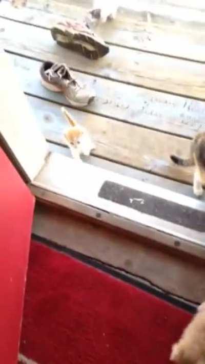 this is how you get illegal cats