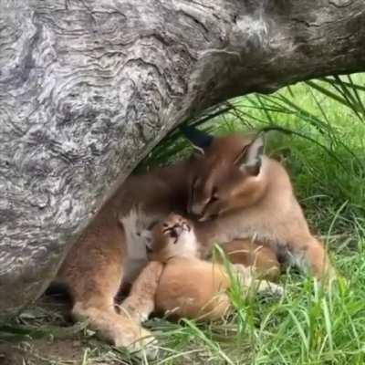 Baby caracal copying its mother.