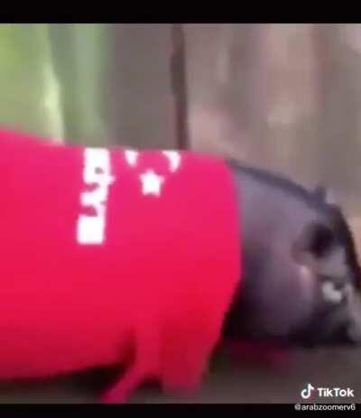 Mr Erdoğancih the pig