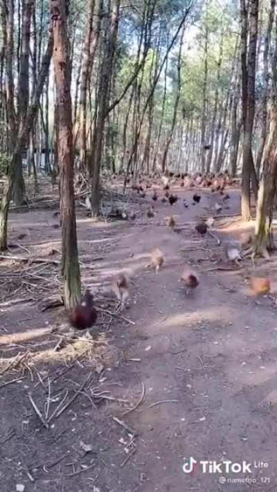Chicken Run: Endgame
