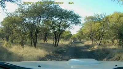 Head on collision with an Impala
