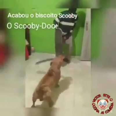 cachorro de sapucaia