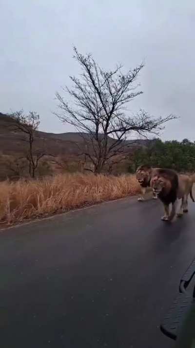 The oldest lion in Kruger, South Shishangeni, at 15 years old looking great today with his young coalition partner (Son of Mjejane males)