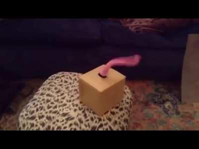 Sur tentacle the unresting