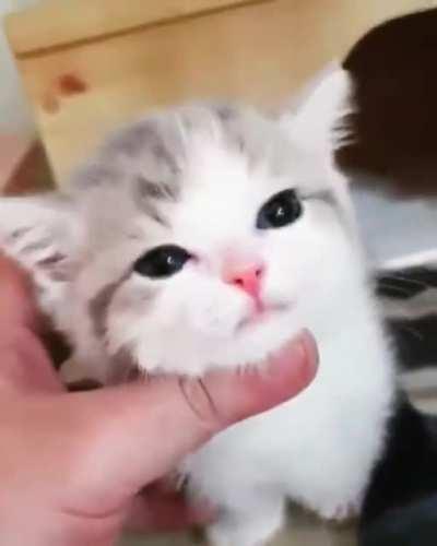 here is a kitty using his pet hooman to do his illegal biddings