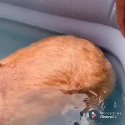 Corgi's butt can't sink