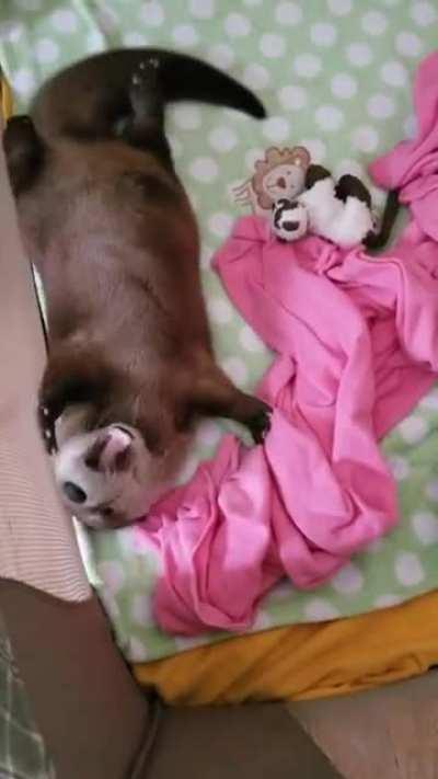 Otter just not interested in ottering today.