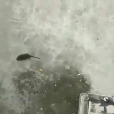 hello schlatt thank you for personally adding me to your subreddit i know you did it big guy