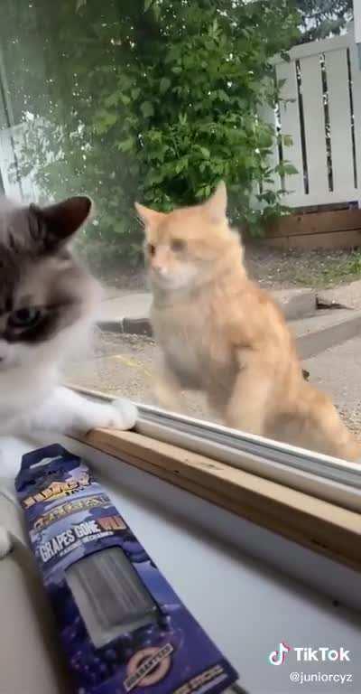 He just about gave himself a concussion trying to get to the other cat