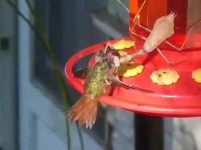 A praying mantis eating a live hummingbird's brains