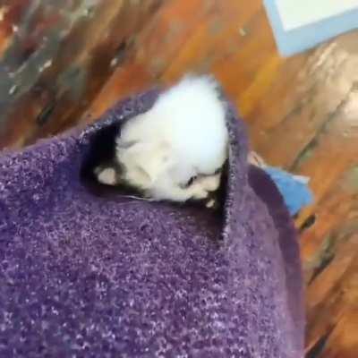 squee level achieved