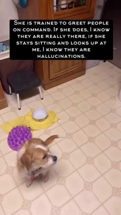 Psychiatric Service Dog (PSDs)