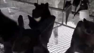 Bats Filmed Upside Down Goth Party