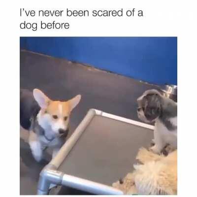 Not today Smiley Dog, not today.