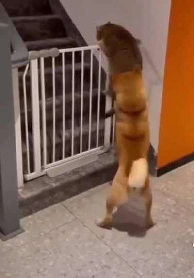 Shib trying his best to push and lose another zero!