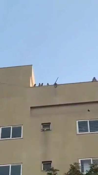 Cables for you humans , fun for monkeys