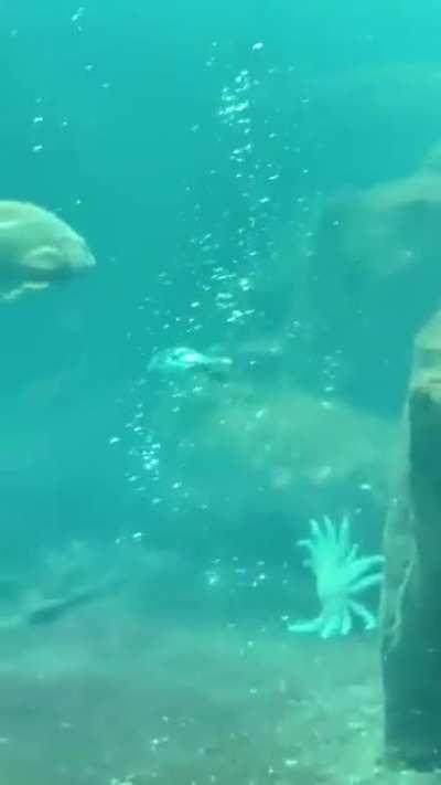 A puffin flying underwater 