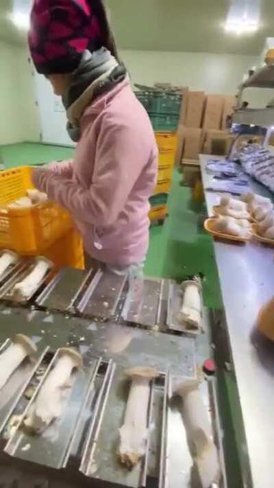 This scale matches up combinations of mushrooms that weigh a certain amount for packaging.