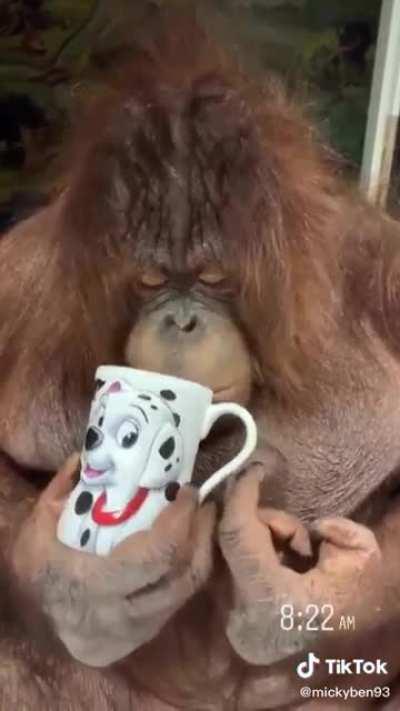 Desayuno Monkey 😎