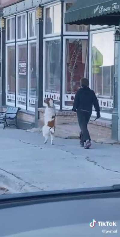 Ministry of silly woofs