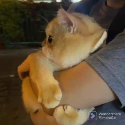 It's dangerous out here hooman, protect me!