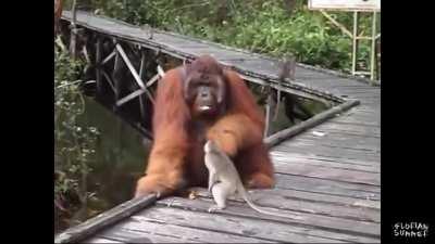 Stealing banana 🍌