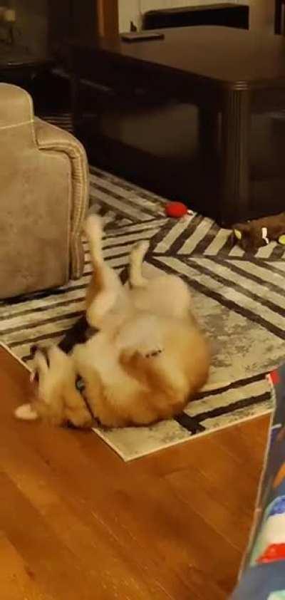 my shiba tries to use toys to scratch his back