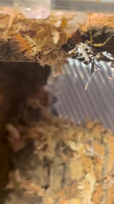 Does my mantis look overfed?