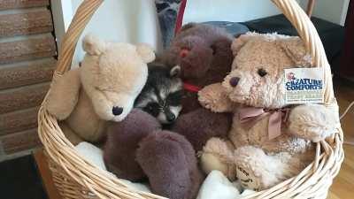 Baby raccoon making himself cozy!