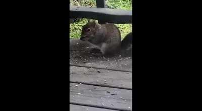 Rabid Squirrel