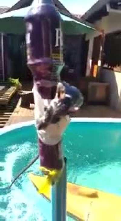 quando a familia de ratos do muca vai pro ap dele