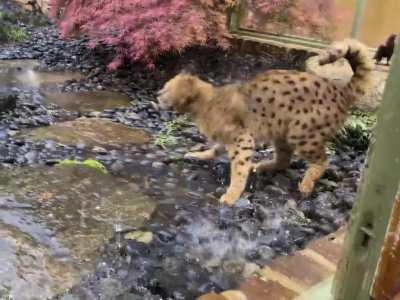 Let Me Out!!! It’s only Drizzling!!!