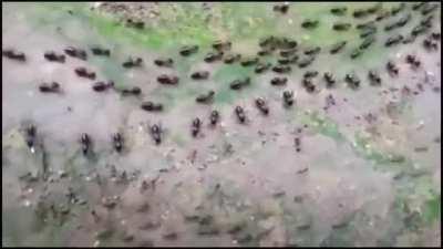 Truce between termites(top) and ants(bottom) with each side having their own line of guards.