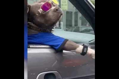 Best Dog driver ever