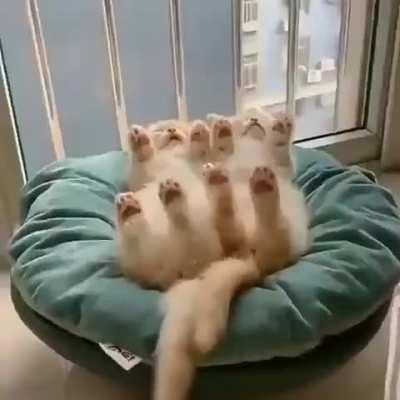 We'll call this 'Synchronized Sleeping'....