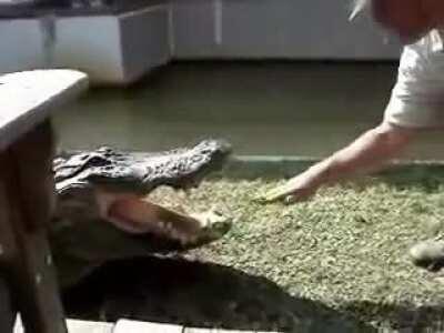 Petting a crocodile like he’s a good boy