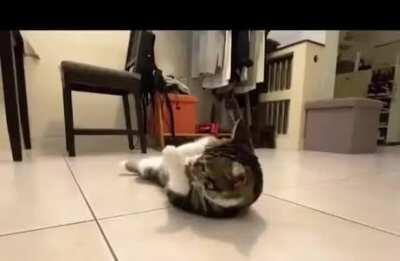 One day I will get that fu*kin cat and when I do.....gonna be hell to pay