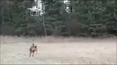 PERRO VUELO (espero que Dylan lo vea :D )