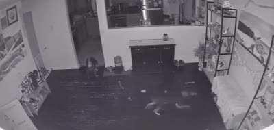 Собака-наебака