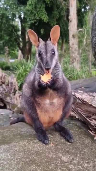 That face! 😍 Those eyes! 🥰 The ASMR animal eating noises! 😅